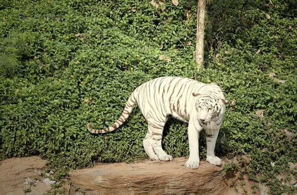 Les tigres dans les zoos et la nature — Photo