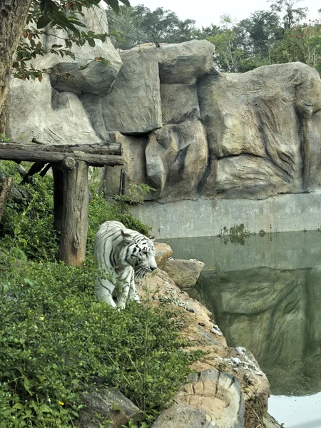 Les tigres dans les zoos et la nature — Photo