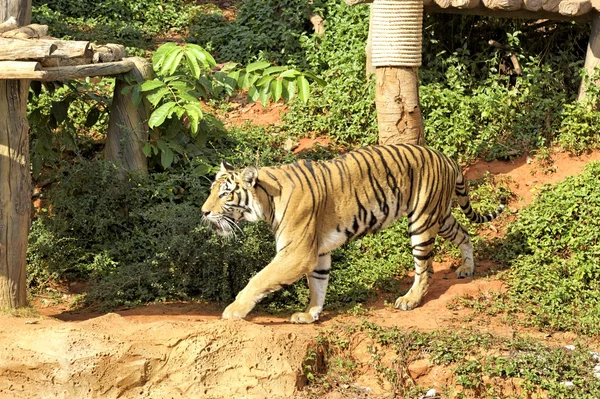 Tygrysy w ogrodach zoologicznych i natura — Zdjęcie stockowe