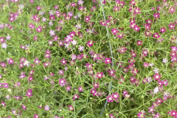Gypsophila flowers - pink flowers in nature — Stock Photo, Image