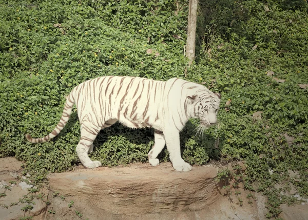 Tygrysy w ogrodach zoologicznych i natura — Zdjęcie stockowe