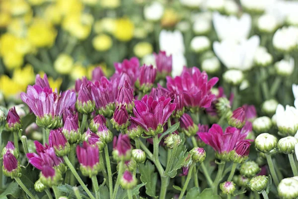 Close up of beautyful chrysanthemum — Stock Photo, Image