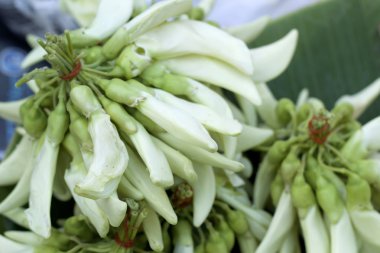 Agasta taze beyaz piyasada