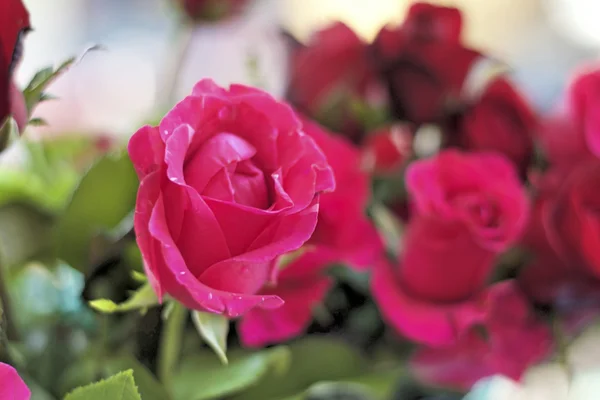 Close up of beautiful red rose — Stock Photo, Image
