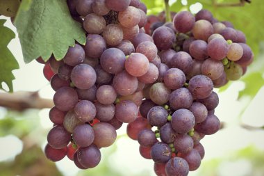 bir üzüm, üzüm asmaları