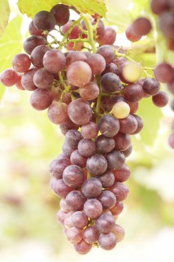 bir üzüm, üzüm asmaları