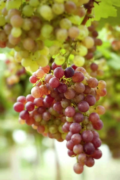 Cépages dans un vignoble — Photo