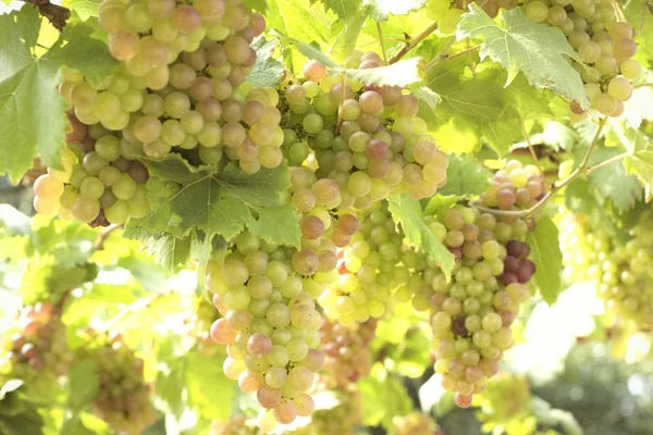 Vinhas de uva em uma vinha — Fotografia de Stock