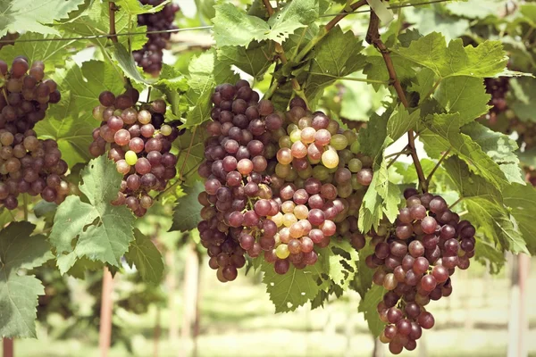 Grape vines in a vineyard — Stock Photo, Image