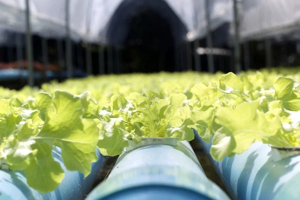 Vegetais hidropônicos orgânicos são plantados em um jardim — Fotografia de Stock