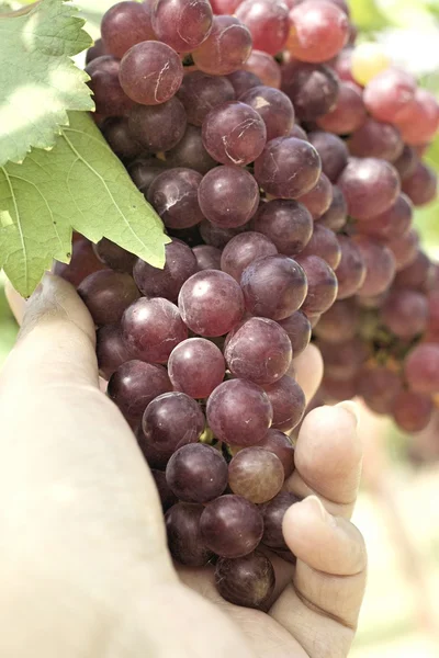 Grape vines in a vineyard — Stock Photo, Image