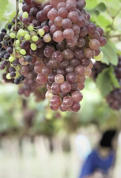 Cépages dans un vignoble — Photo