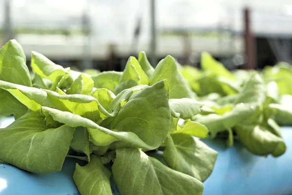 Organik hydroponic sebzeler bir bahçe dikti