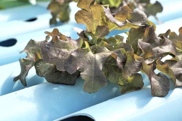 Organic hydroponic vegetables is planted in a garden — Stock Photo, Image