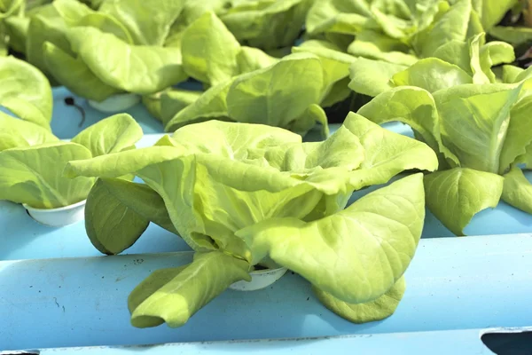 Organic hydroponic vegetables is planted in a garden — Stock Photo, Image