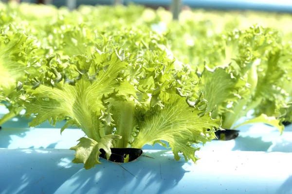 Organic hydroponic vegetables is planted in a garden — Stock Photo, Image