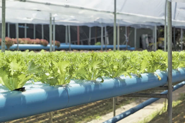 Bio-Hydrokultur-Gemüse wird in einem Garten gepflanzt — Stockfoto
