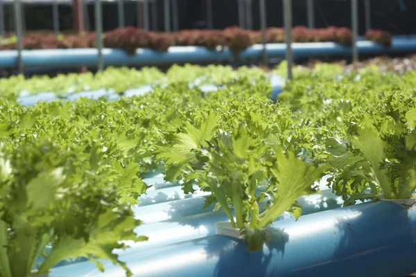 Ekologiska hydroponiska grönsaker är planterad i en trädgård — Stockfoto
