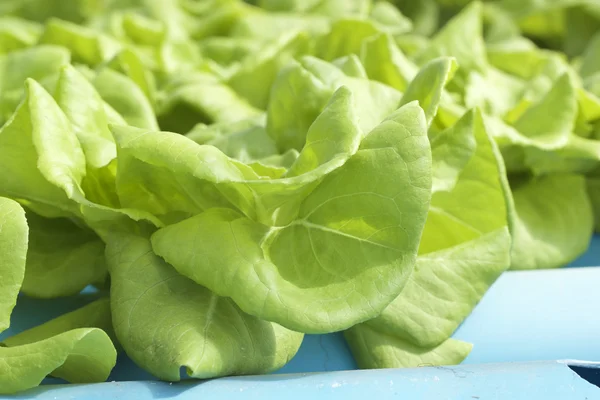Organische hydroponic groenten is geplant in een tuin — Stockfoto