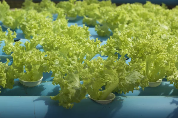 有机水培蔬菜种植在花园里 — 图库照片