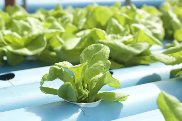 Ekologiska hydroponiska grönsaker är planterad i en trädgård — Stockfoto