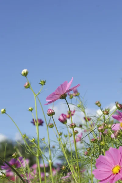 Flores cosmos rosa e branco na natureza — Fotografia de Stock