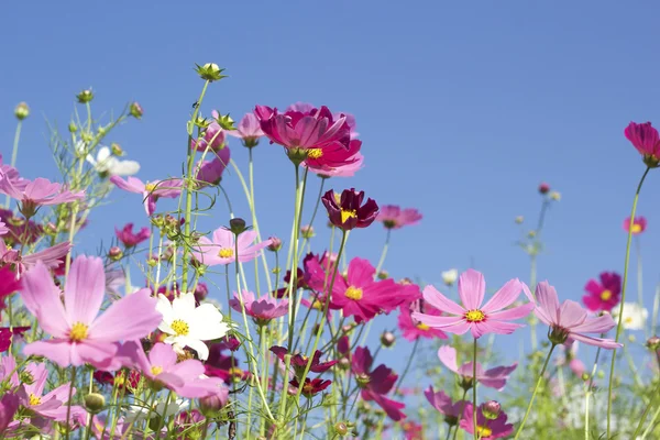 Rosa und weiße Kosmos-Blumen in der Natur — Stockfoto