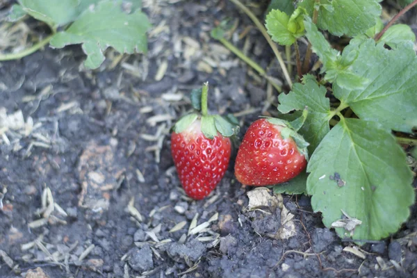 Frutta fresca alla fragola con foglie verdi — Foto Stock