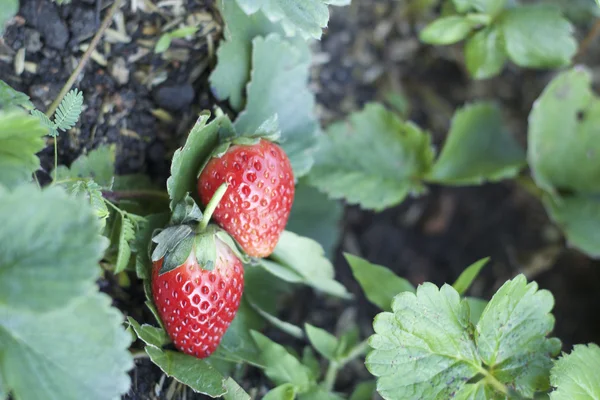 Verse aardbeien fruit met groene bladeren — Stockfoto