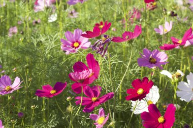 doğada cosmos pembe ve beyaz çiçekler