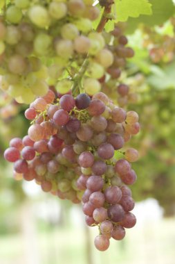 bir üzüm, üzüm asmaları