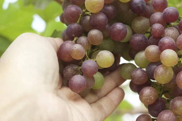 Grape vines in a vineyard — Stock Photo, Image