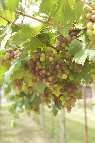 Vinhas de uva em uma vinha — Fotografia de Stock