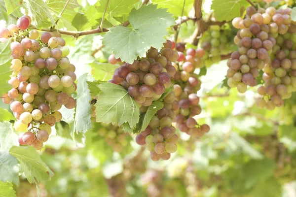 Grape vines in a vineyard — Stock Photo, Image