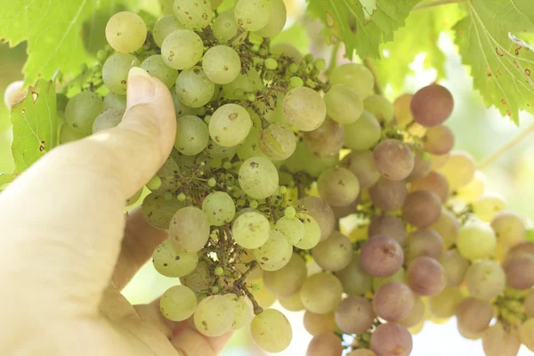Vinhas de uva em uma vinha — Fotografia de Stock