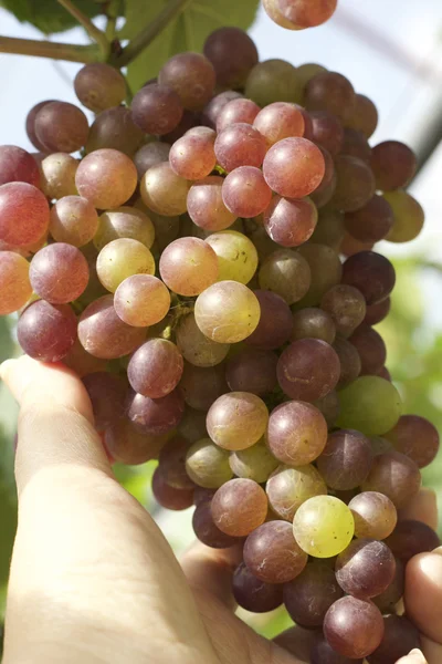 Grape vines in a vineyard — Stock Photo, Image