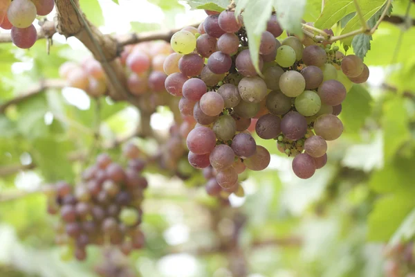 Grape vines in a vineyard — Stock Photo, Image