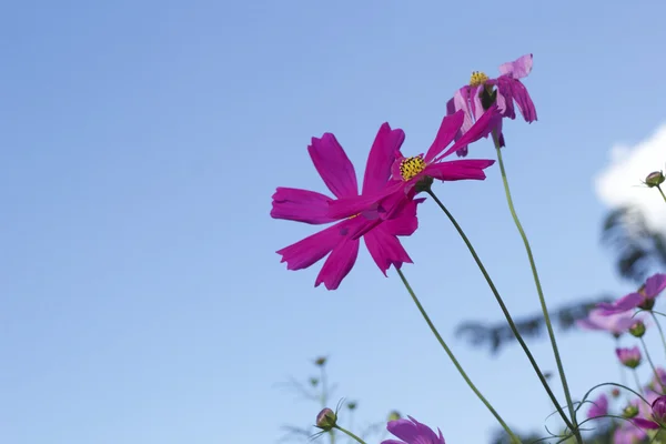 Flores cosmos rosa e branco na natureza — Fotografia de Stock