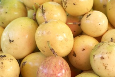 enkele kleurrijke orchid 