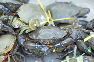 Markette taze Yengeç