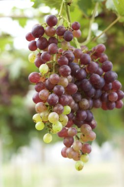 bir üzüm, üzüm asmaları