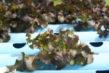 Organik hydroponic sebzeler bir bahçe dikti