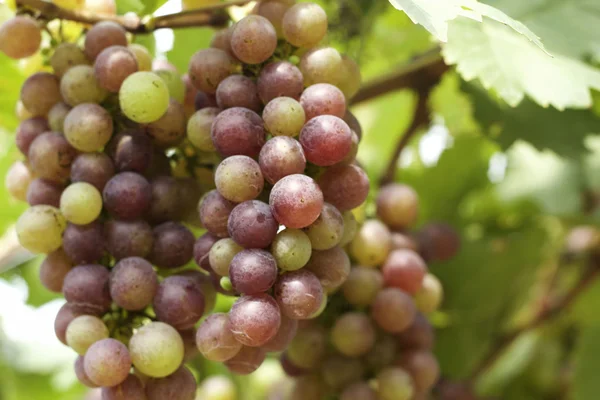 Grape vines in a vineyard — Stock Photo, Image