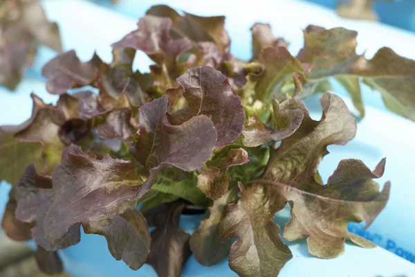 Red coral hydroponic vegetable is planted in a garden — Stock Photo, Image