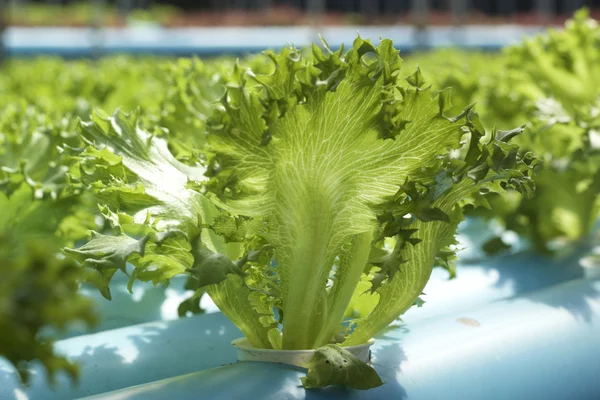 Bio-Hydrokultur-Gemüse wird in einem Garten gepflanzt — Stockfoto