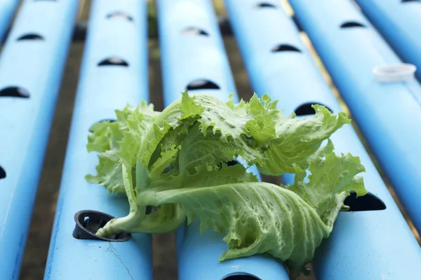 Organic hydroponic vegetables is planted in a garden — Stock Photo, Image