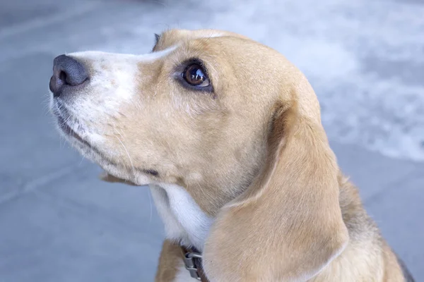 Nära håll beagle hund söker — Stockfoto