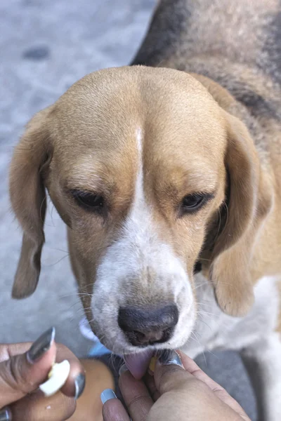 Beagle köpek ararken kapatın — Stok fotoğraf