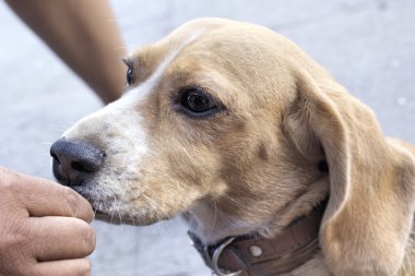 Beagle köpek ararken kapatın