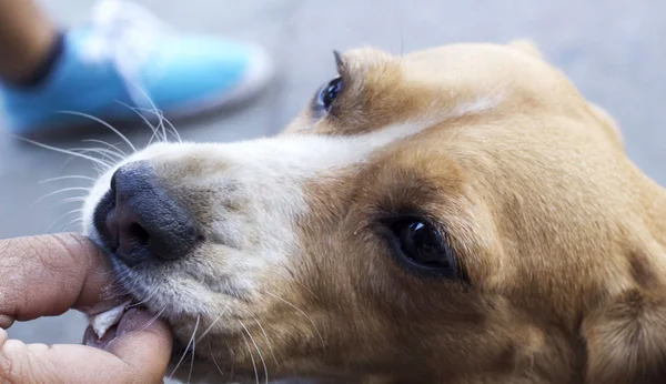Beagle köpek ararken kapatın — Stok fotoğraf